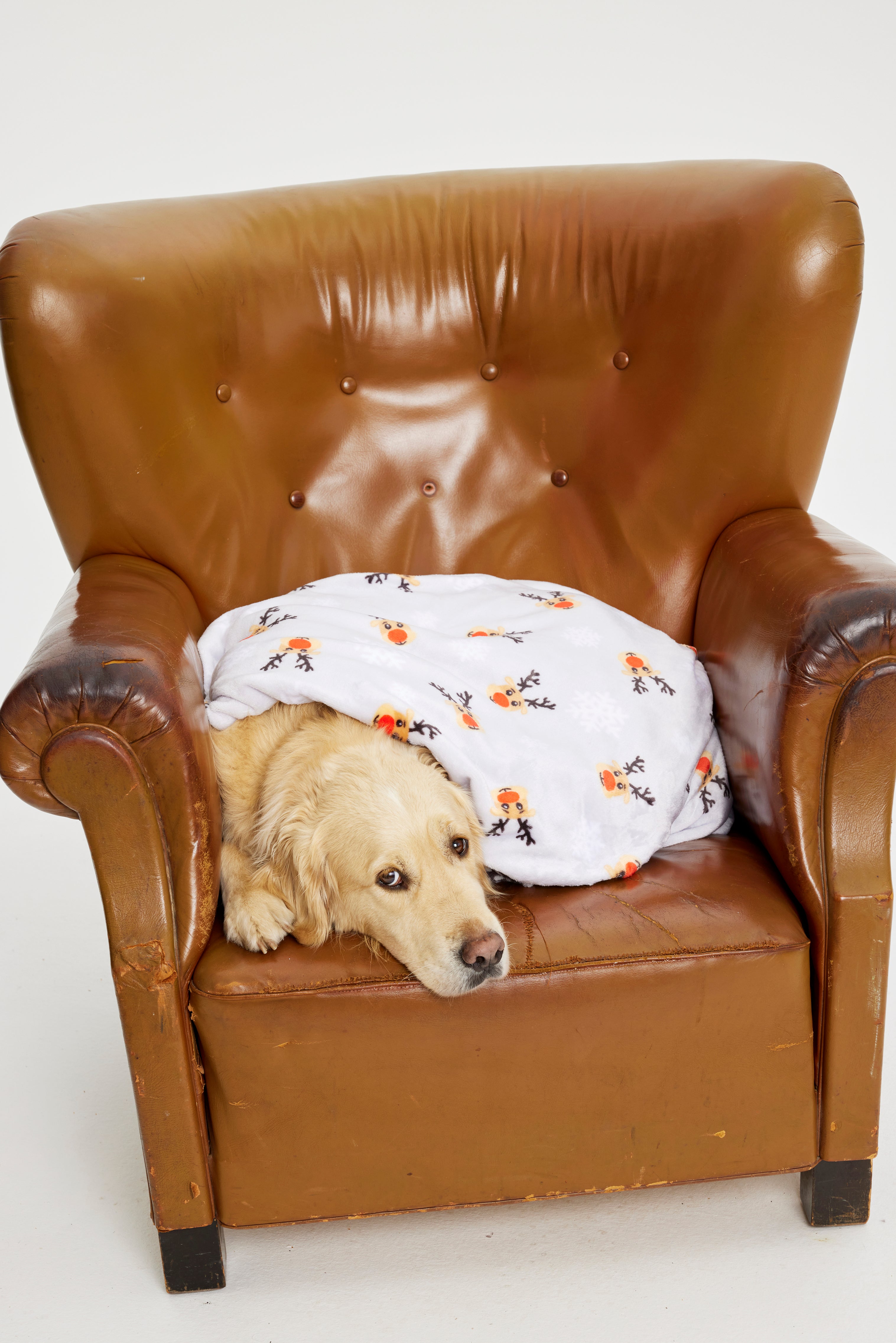 En hund i en stol med en julfilt med renar på.