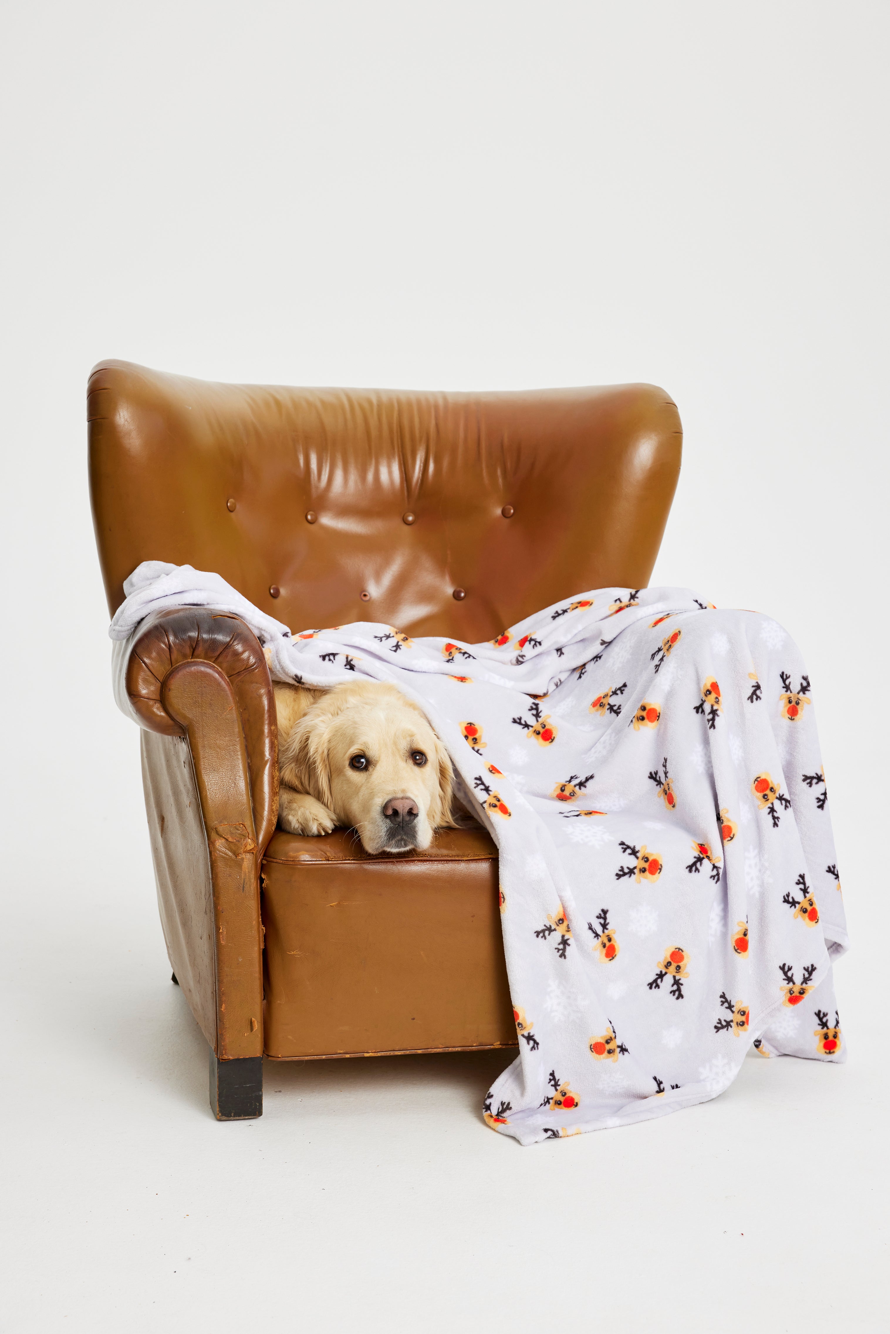 En hund sitter och myser i en stol med en julfilt med renar på.