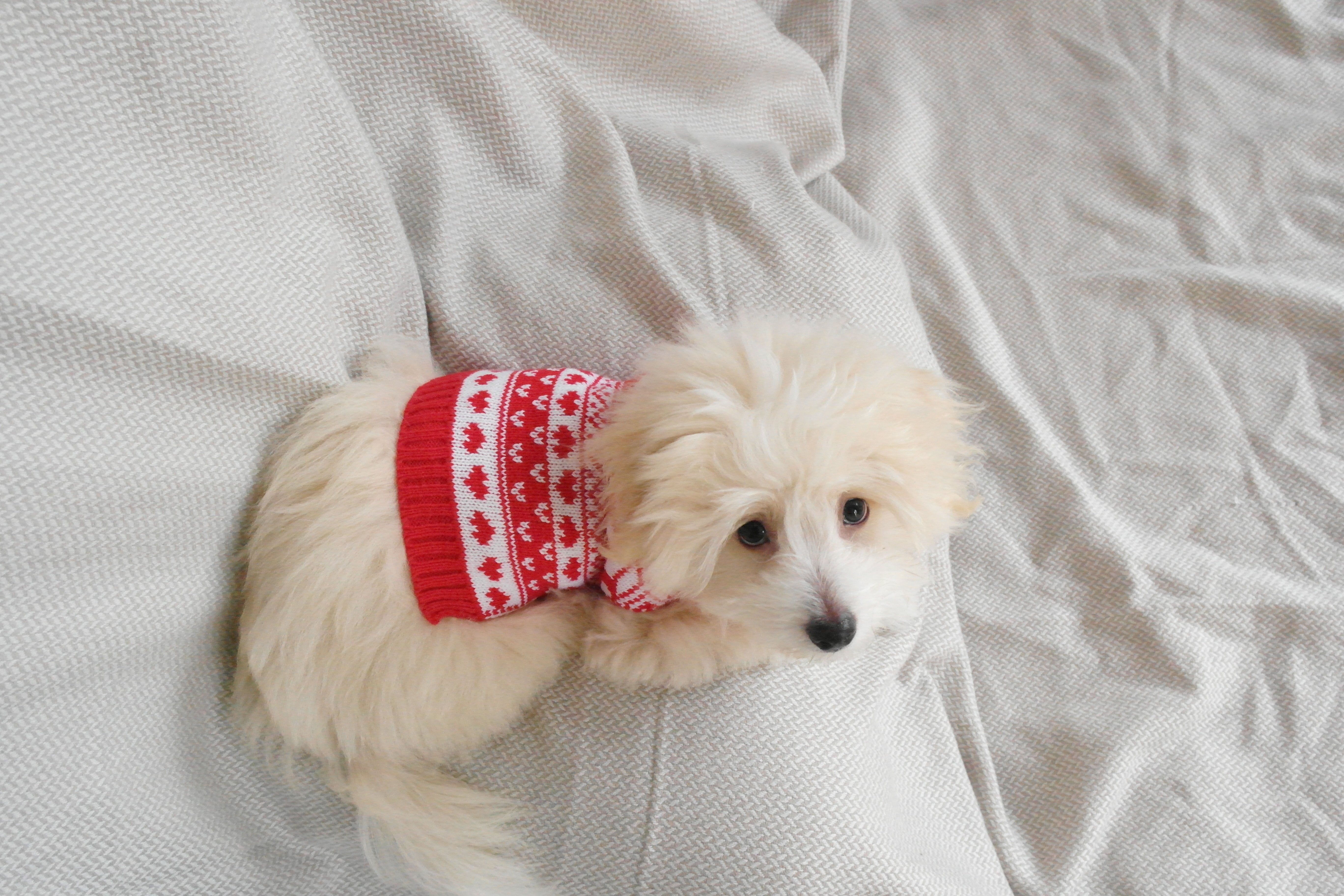 En ljus hund med en röd jultröja.